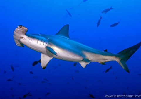 Sentier pélagique : Gros poissons – requins marteaux et dauphins