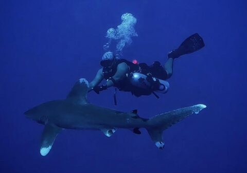 What to Expect from Your First Shark Dive — Red Sea Guide