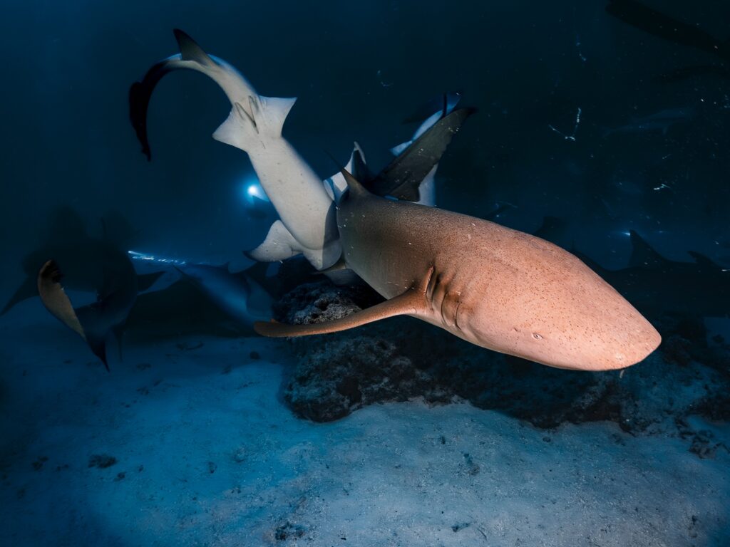 Nurse shark seen in dive safari Red Sea