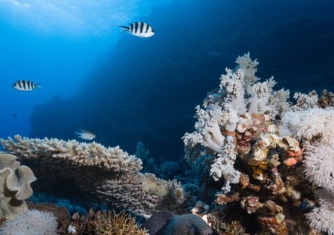 Why to dive on Maldives: Discover the underwater paradise