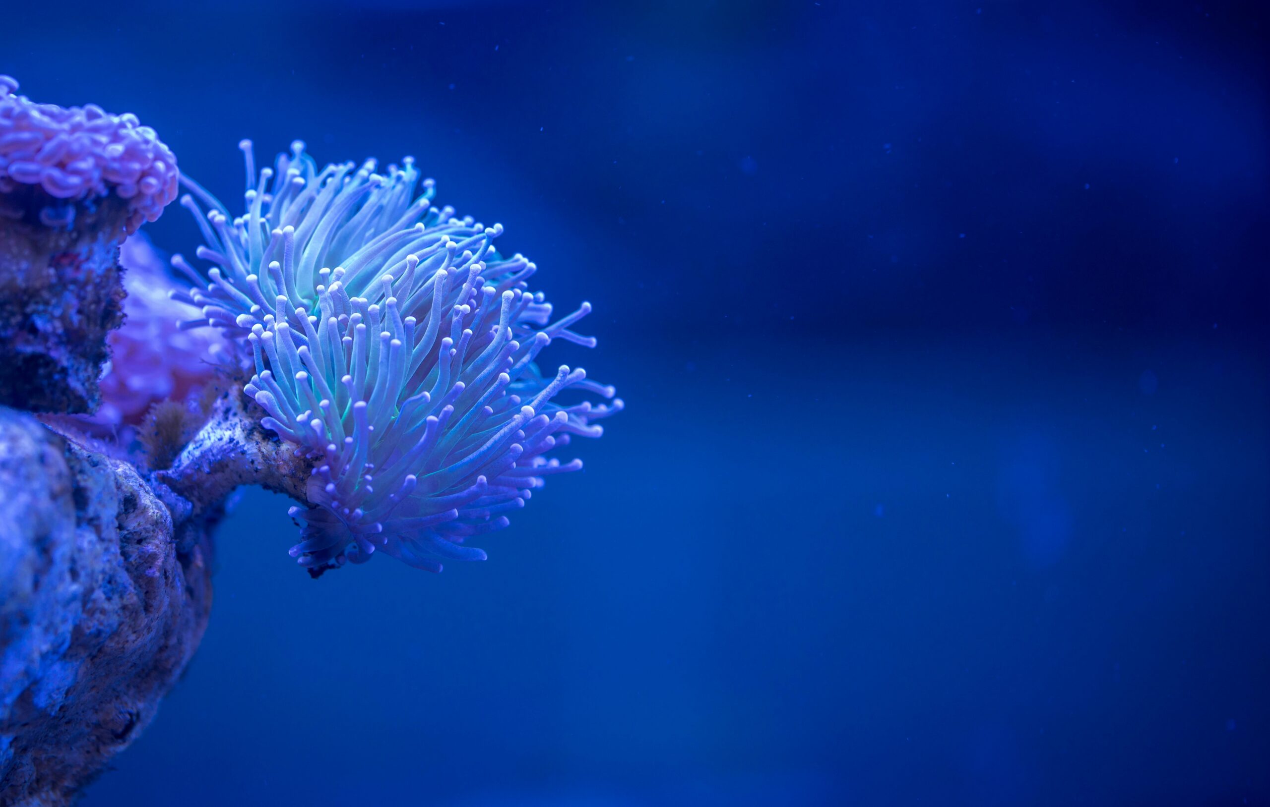 A serene underwater scene featuring vibrant coral life, captured in deep blue waters. Perfect for all-inclusive, zero-hassle diving experiences.