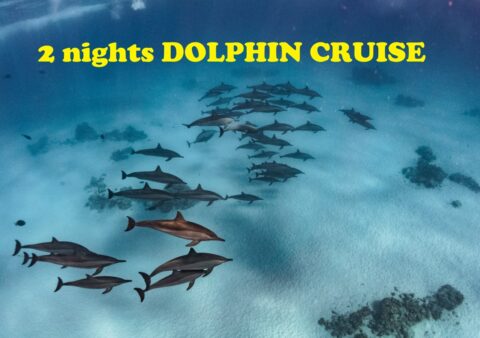 2 nights DOLPHIN CRUISE