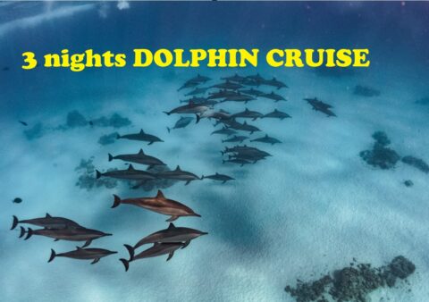 3 nights DOLPHIN CRUISE