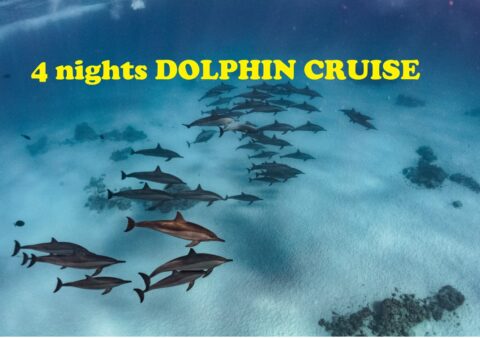 4 nights DOLPHIN CRUISE