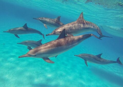 이집트 레드씨 프리다이빙 라이브어보드 & 사타야 마린 파크 가이드