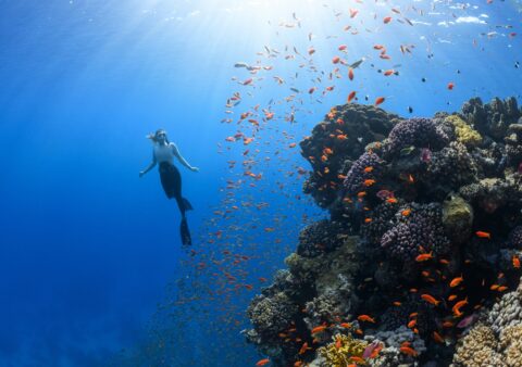 RED SEA DOLPHIN & REEF APNEA WEEK 사타야 돌핀 하우스 & 레드씨 리프 프리다이빙