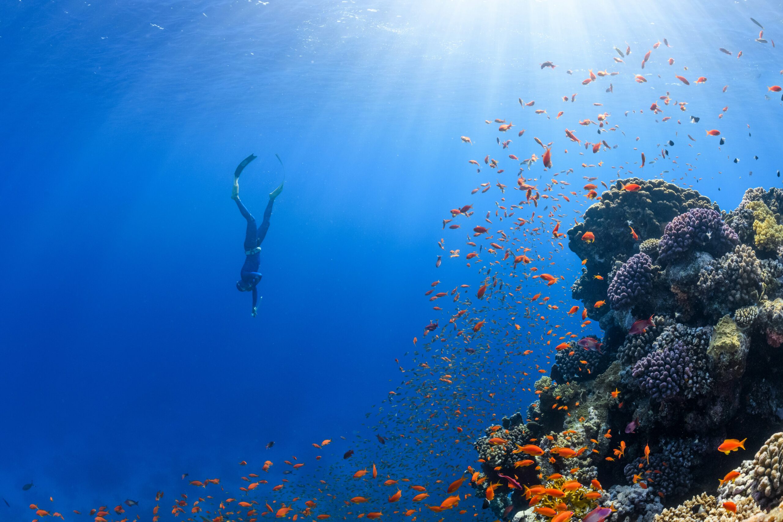 Red Sea coral reef and marine life — DiveSafariMaster environmental commitment