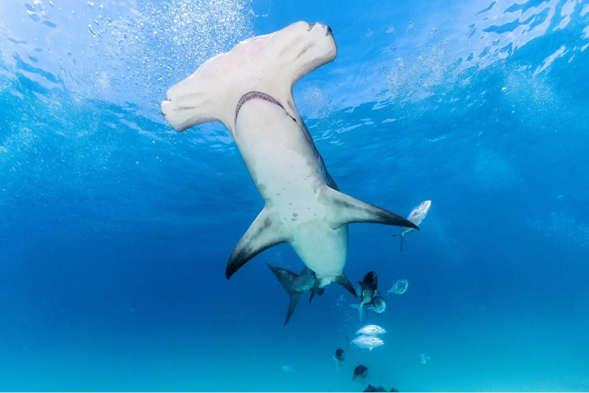 Hammerhead Shark Diving in the Rea Sea - DiveSafariMaster