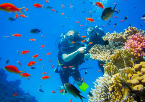 Conditions de plongée aux Brothers Islands — Courants, profondeur et ce à quoi s&rsquo;attendre