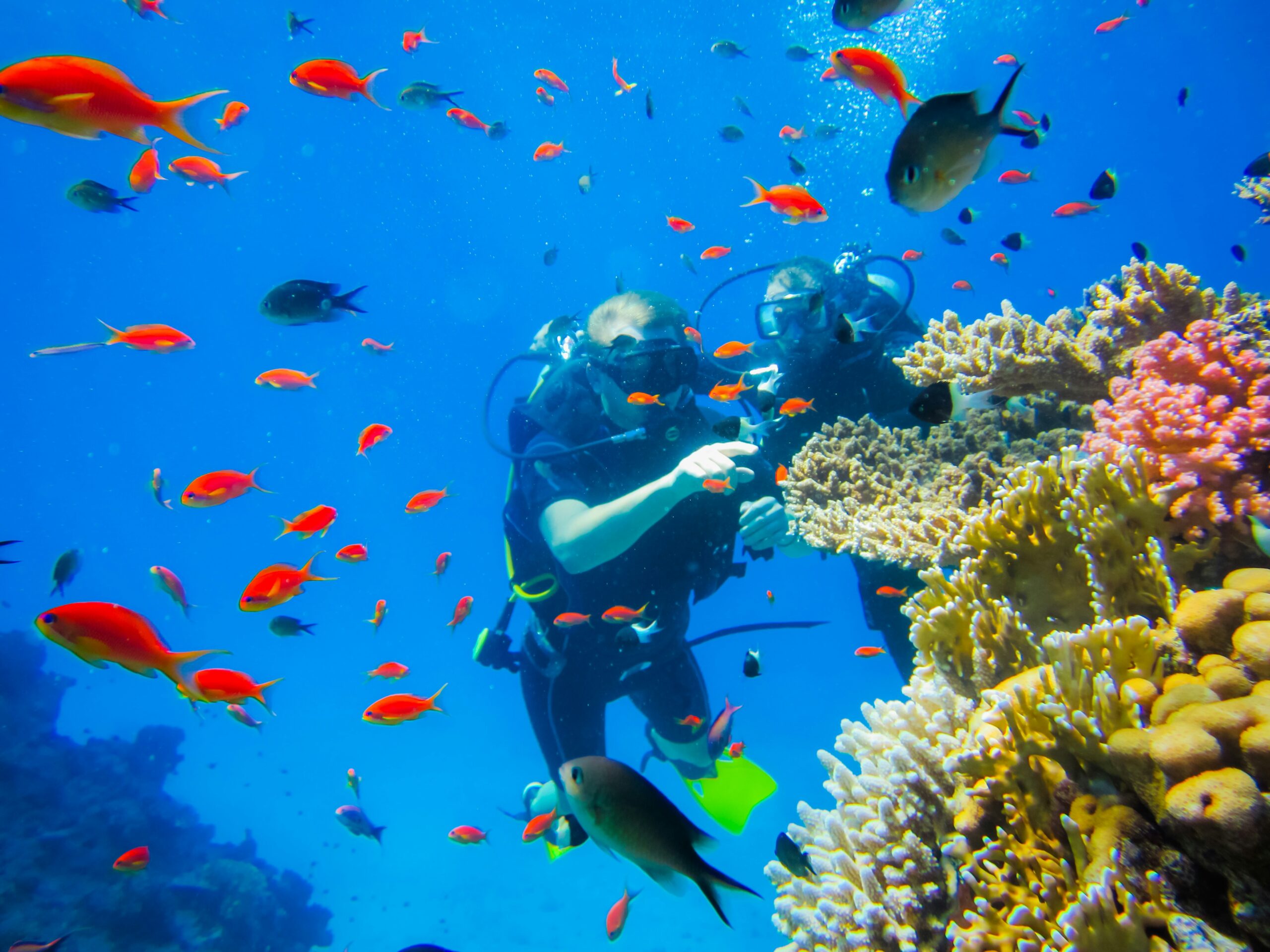 Scuba divers exploring a coral reef surrounded by bright tropical fish in the Red Sea