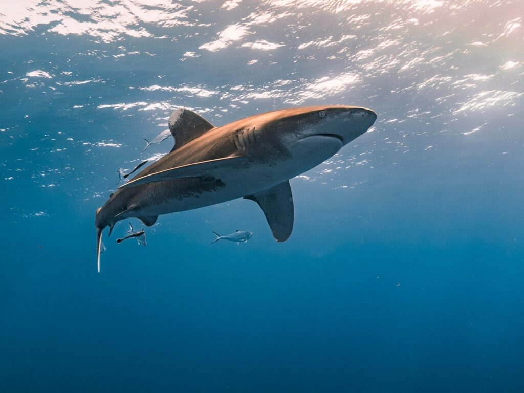 Brothers Islands Red Sea shark diving