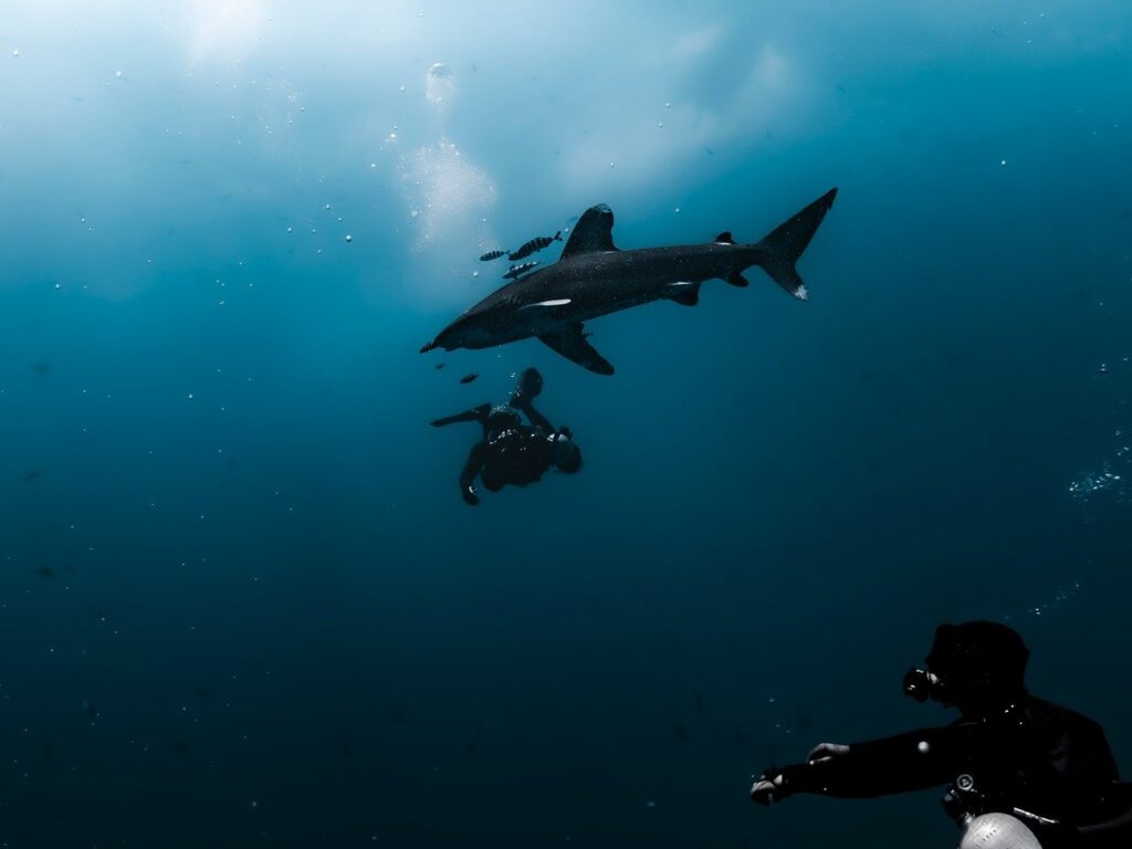 Silhouette de plongeur en profondeur à Big Brother Island aux côtés d'un requin