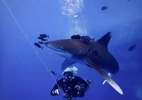 Best Shark Diving Destinations Reachable From Europe