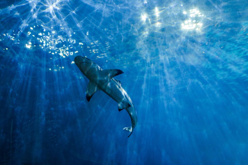 Oceanic whitetip shark with pilot fish in blue open water