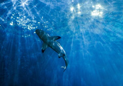 Can Open Water Divers Dive with Sharks? | Red Sea Guide