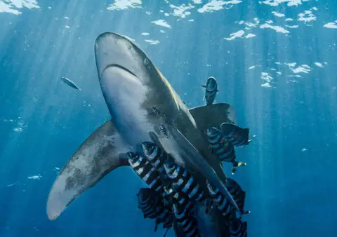Scuba divers in blue water pelagic dive in the Red Sea Egypt encountering large marine life