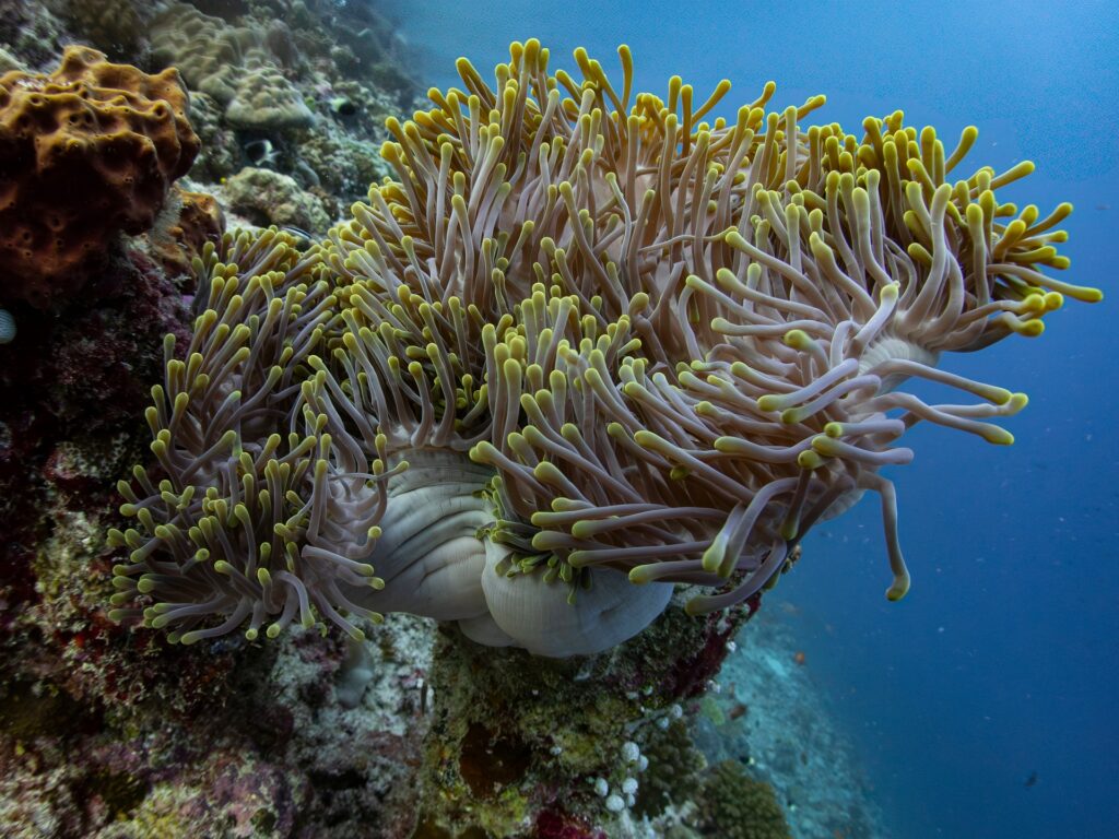 Underwater coral with anemone diverse marine life on a Red Sea dive site