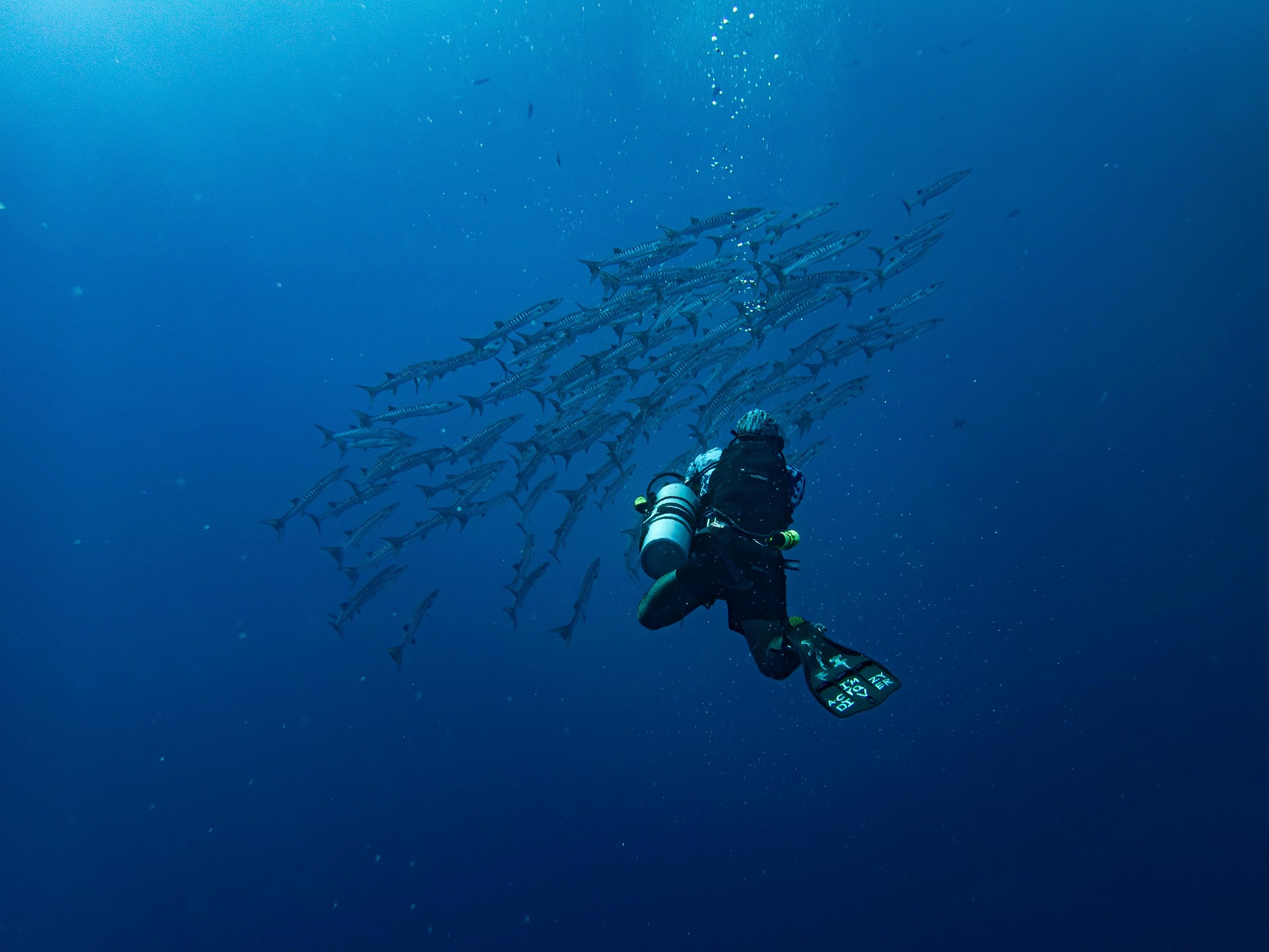 Barracuda shoal Brothers Islands Red Sea — photo Franziska Stier
