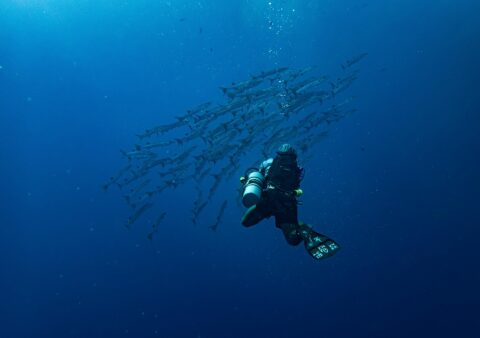 Nitrox on a Red Sea Liveaboard — Cost, Certification and Is It Worth It