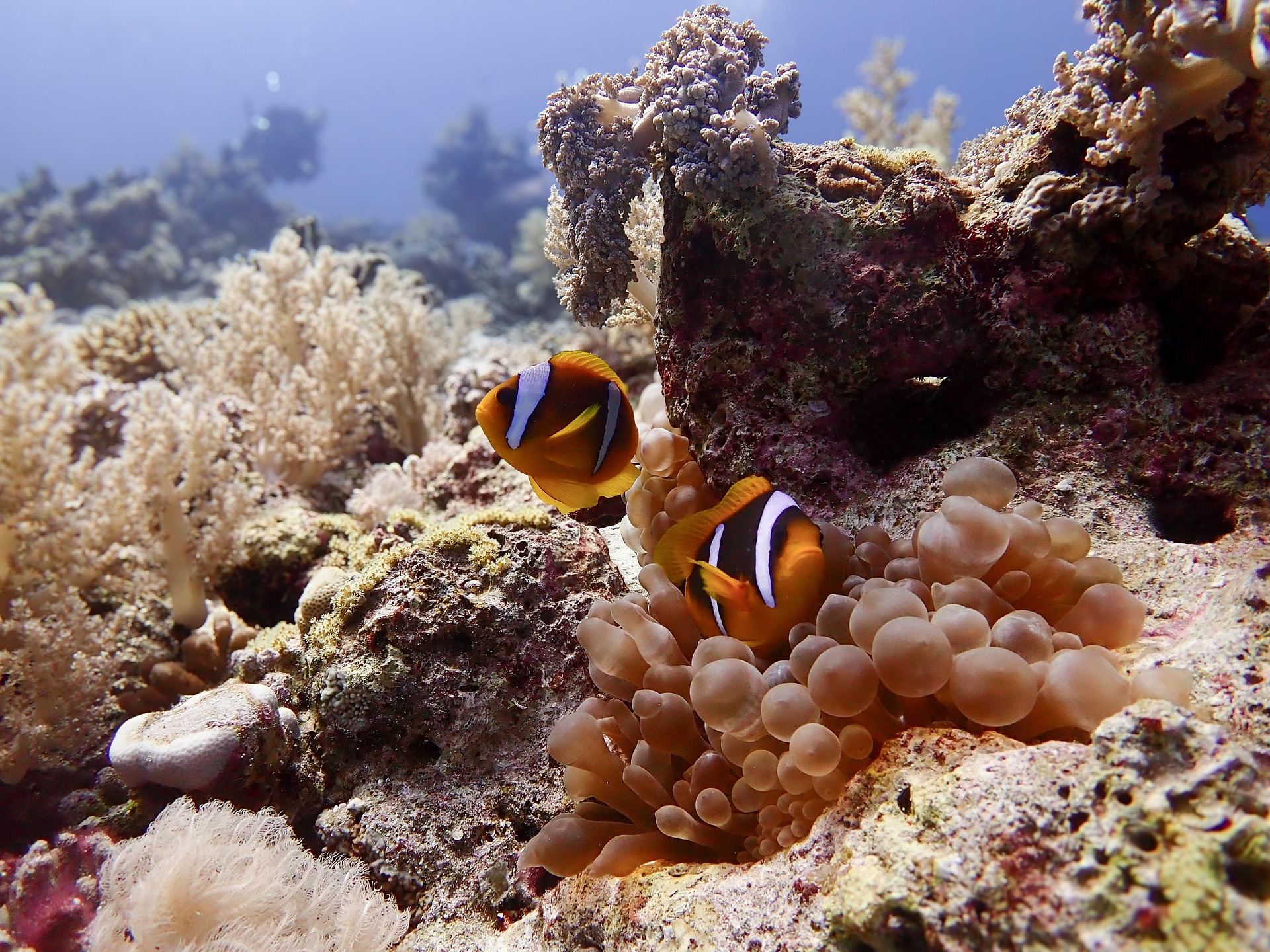 Clownfish Red Sea underwater photography by Franziska Stier aboard MY JPMarine