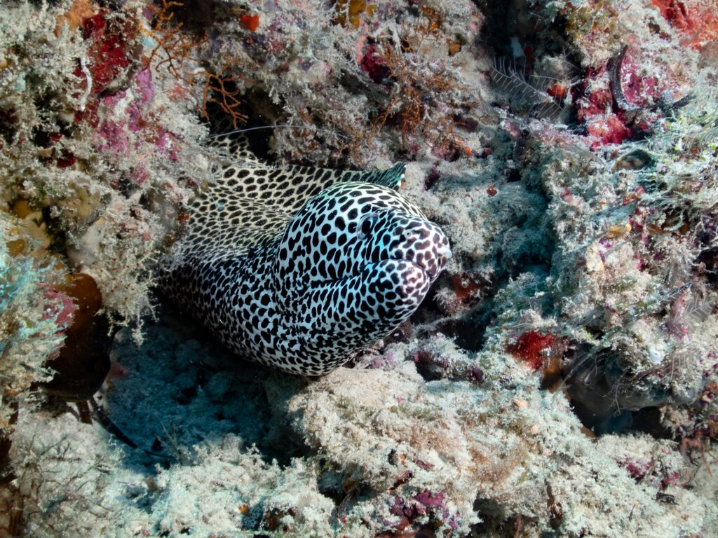 Moray eel in the Red Sea, liveaboard Egypt