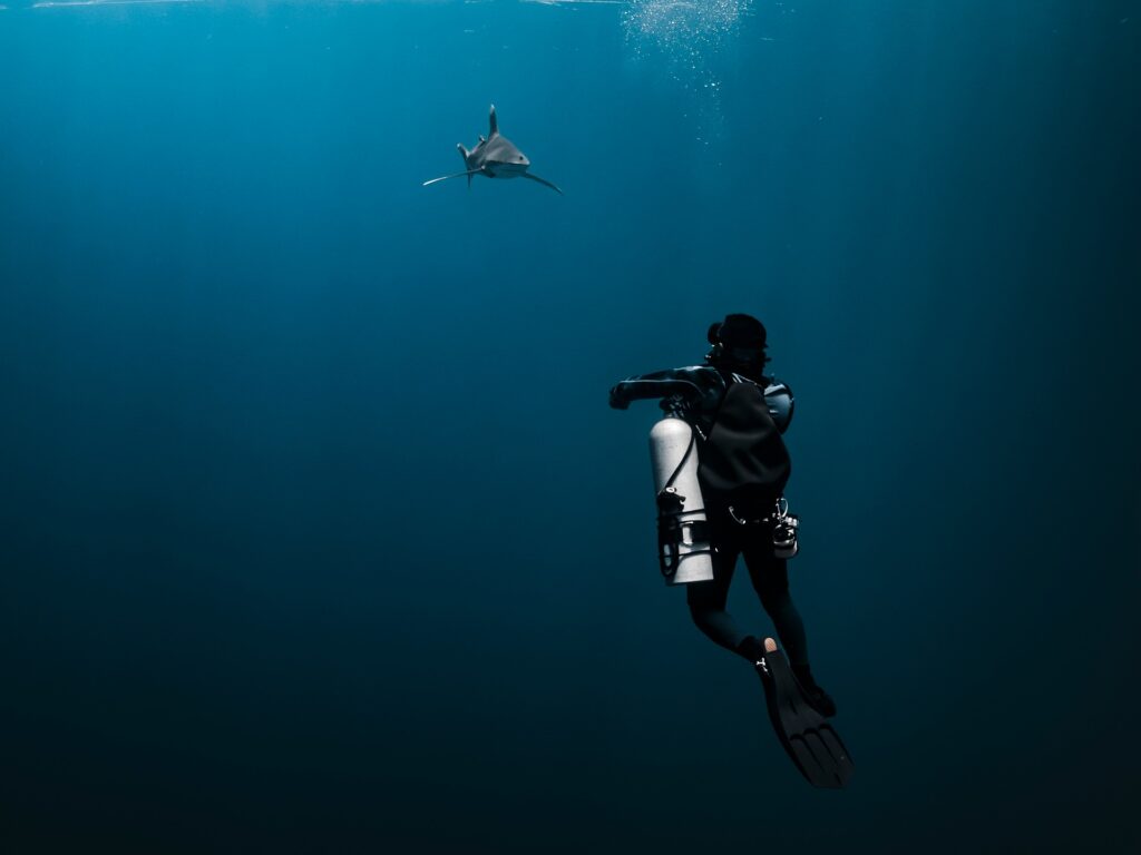 Diving with sharks in the Red Sea