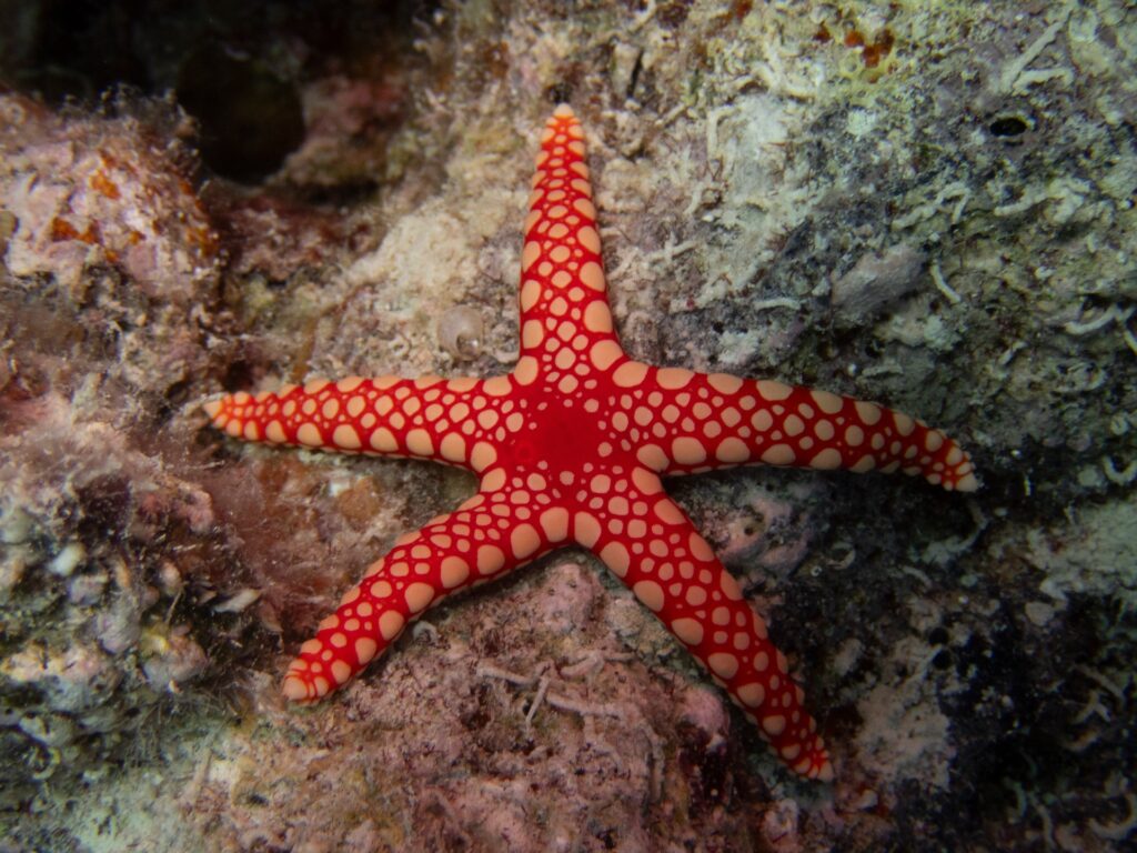 Marsa alam Marina - Starfish
