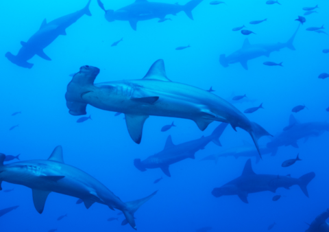hammerhead-sharks-pelagic-blue-water.webp