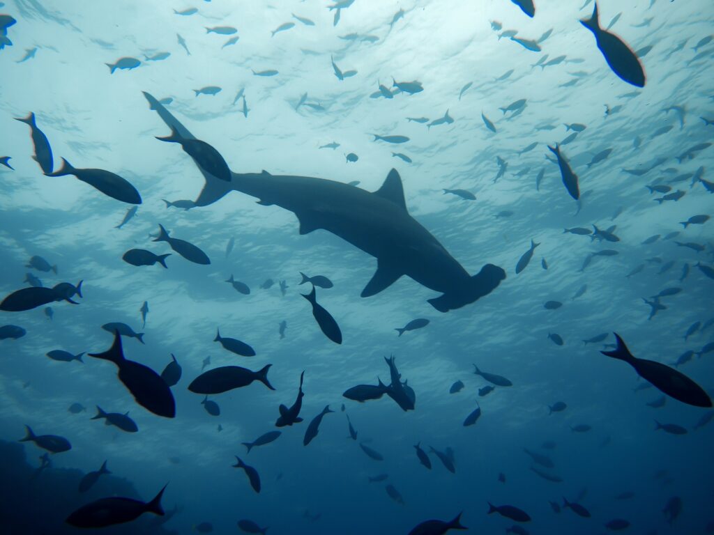 Hammerhead sharks at Daedalus Reef Egypt Red Sea