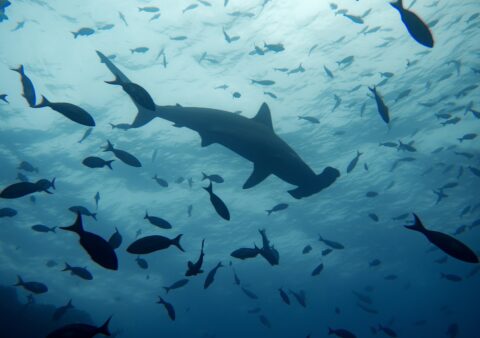 Hammerhead Shark Diving in the Red Sea