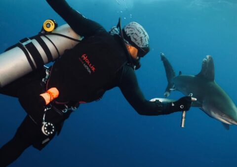 What to Expect From First Shark Dive