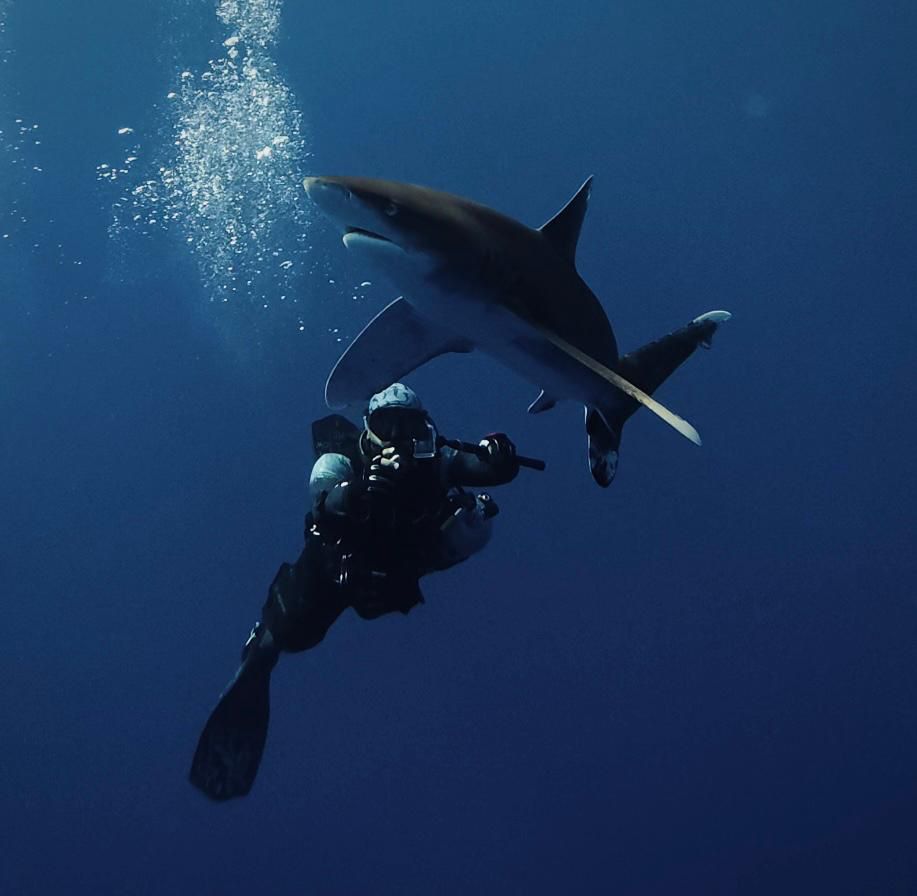 Open water scuba diver swimming beneath a reef shark in clear blue ocean