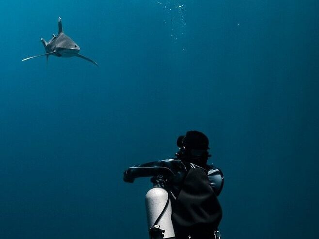 Diver watching oceanic whitetip shark at Elphinstone Reef