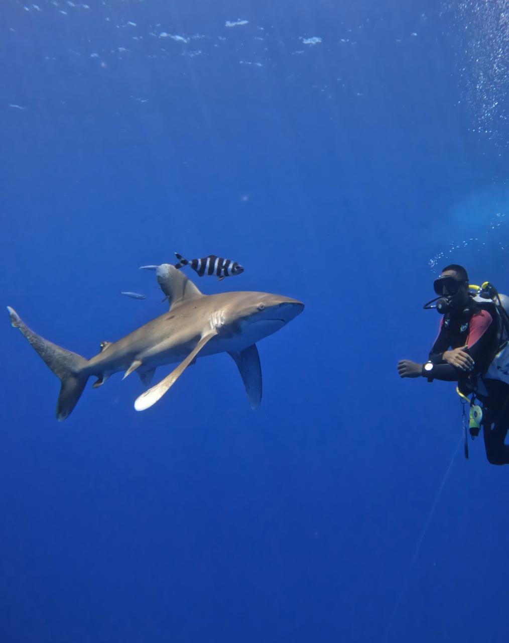 Requin à pointe blanche océanique à Elphinstone, mer Rouge, liveaboard BDE