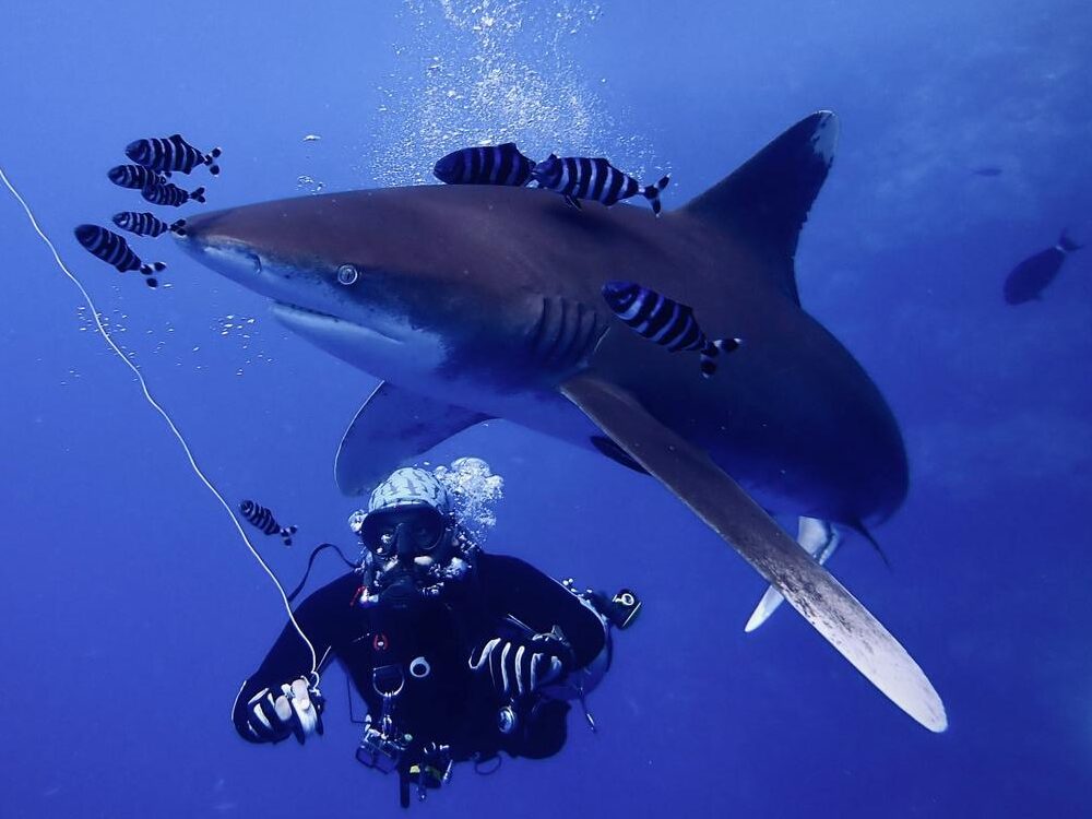 Oceanic whitetip shark viewed from below at Elphinstone Reef