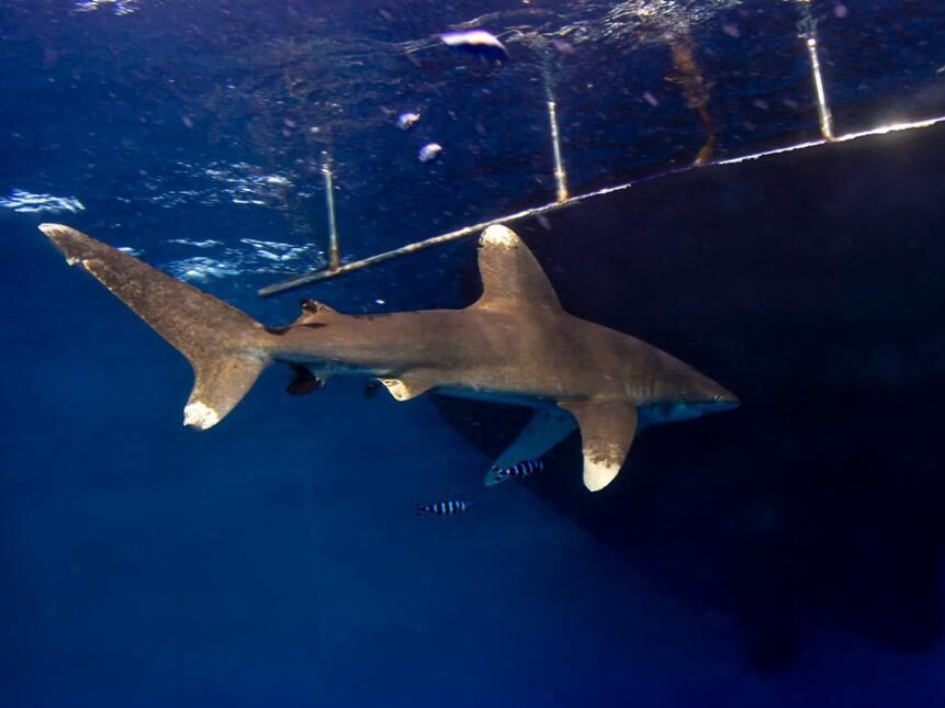 Oceanic whitetip shark Elphinstone Reef Red Sea
