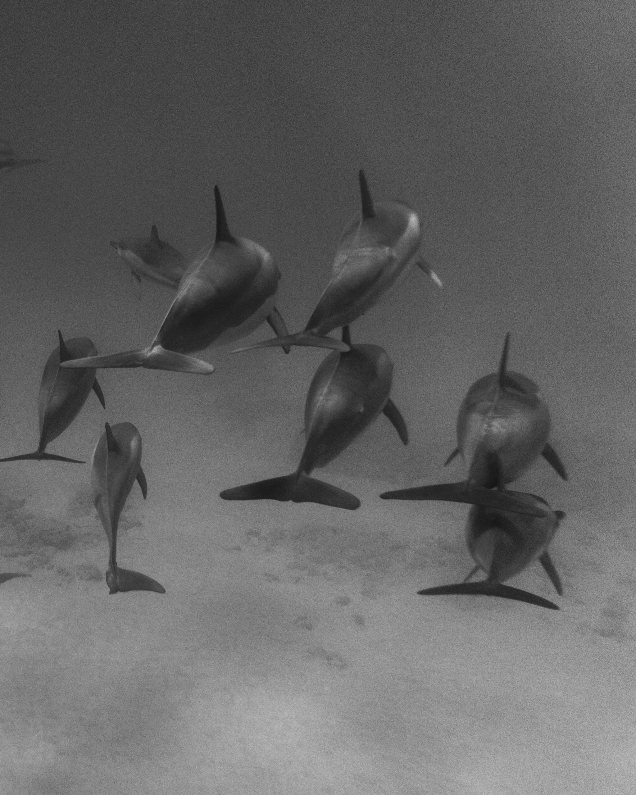 Snorkeling avec les dauphins dans les eaux claires de la mer Rouge — liveaboard MY JPMarine