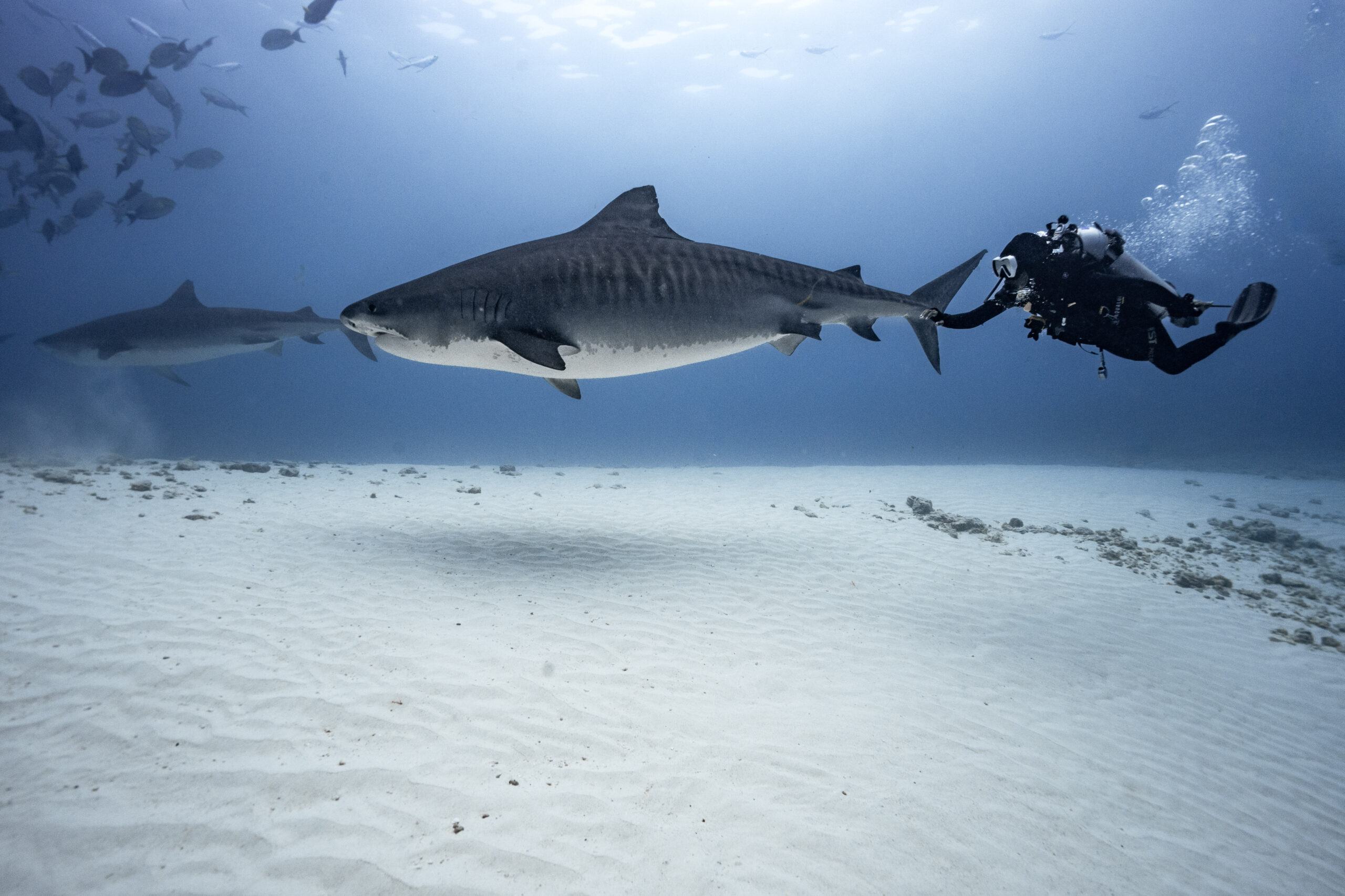 Tiger shark at Tiger Point, Fuvahmulah Maldives — DiveSafariMaster scuba package