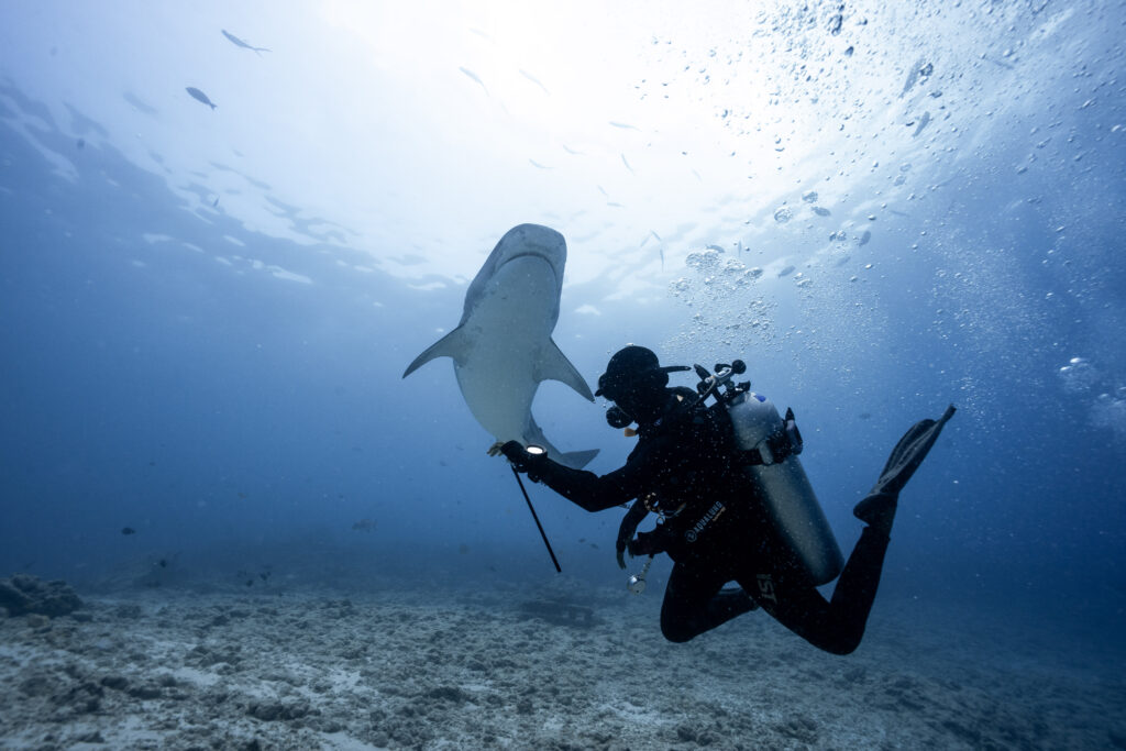 Rencontre avec un requin lors d'une plongée dérivante, Brothers Islands BDE