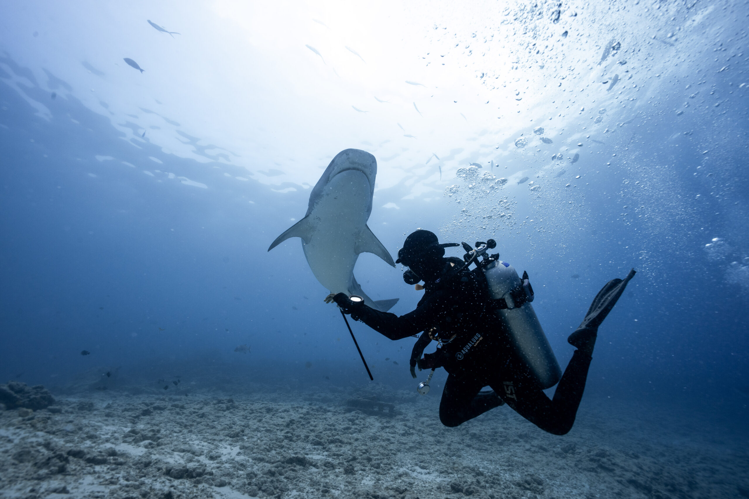 Tiger shark close encounter, Fuvahmulah dive — DiveSafariMaster