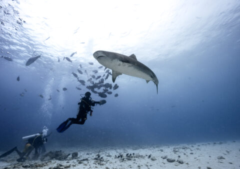 Aventure avec le requin-tigre à Fuvahmulah, Maldives