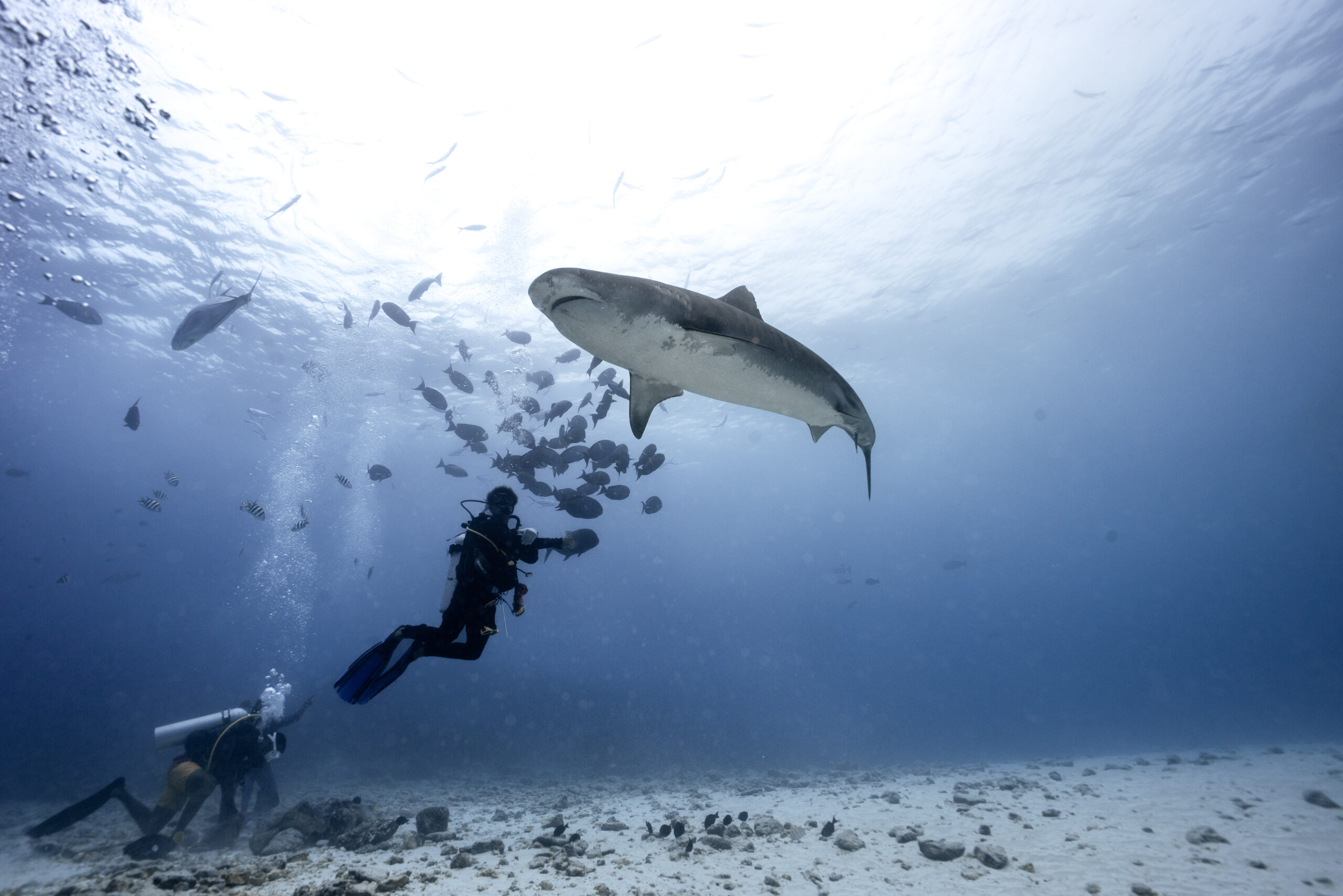 Tiger shark scuba diving Fuvahmulah — DiveSafariMaster Maldives package