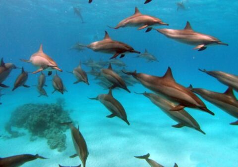 7 Nights Dolphin and Yoga Retreat