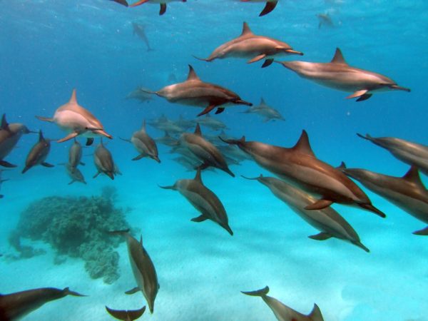 Dauphins Sataya Fury Shoal mer Rouge liveaboard MY JPMarine Sentier Pélagique Deluxe