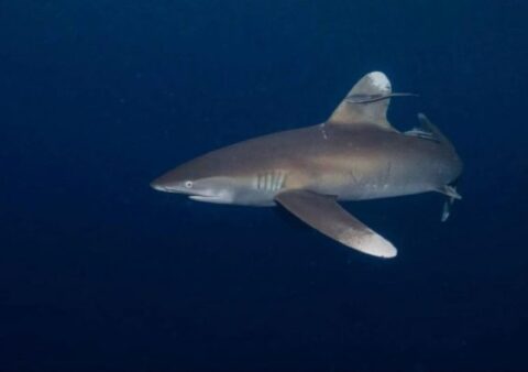 Oceanic Whitetip Sharks at Elphinstone — Complete Dive Guide