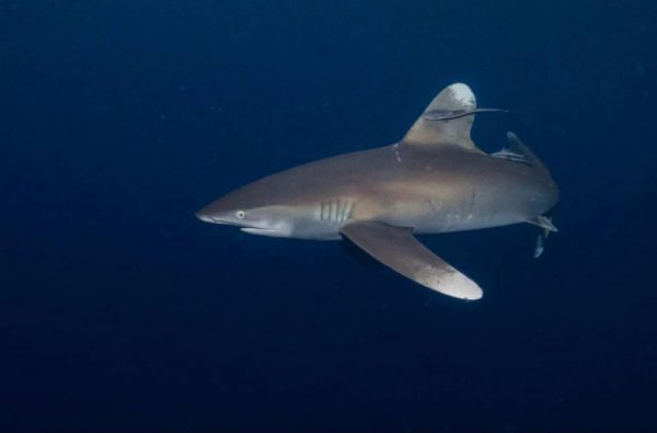 Requin-marteau récif de Daedalus mer Rouge Sentier Pélagique Deluxe liveaboard
