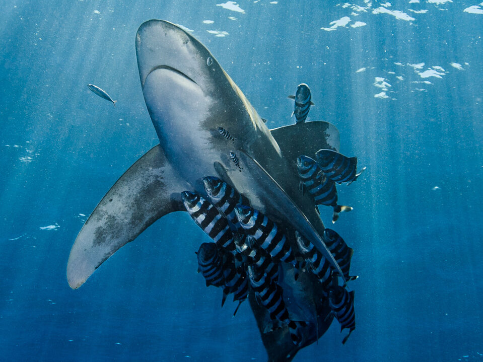 Oceanic whitetip shark at Elphinstone Reef Red Sea