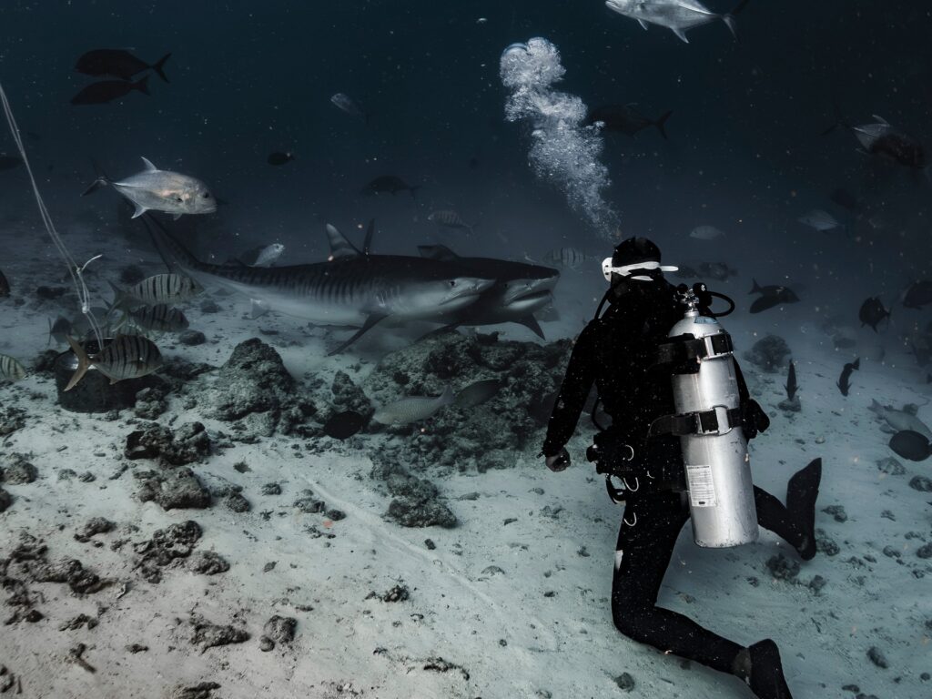 Requin renard avec sa nageoire caudale allongée au bord du récif de Big Brother, mer Rouge