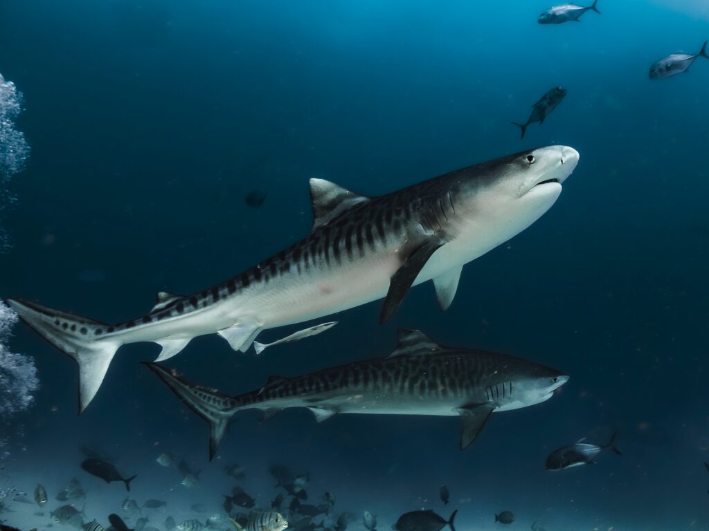 Requin renard en mer Rouge
