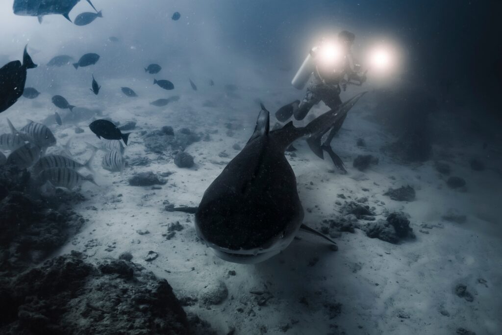 Récifs et plongée avec les requins en mer Rouge